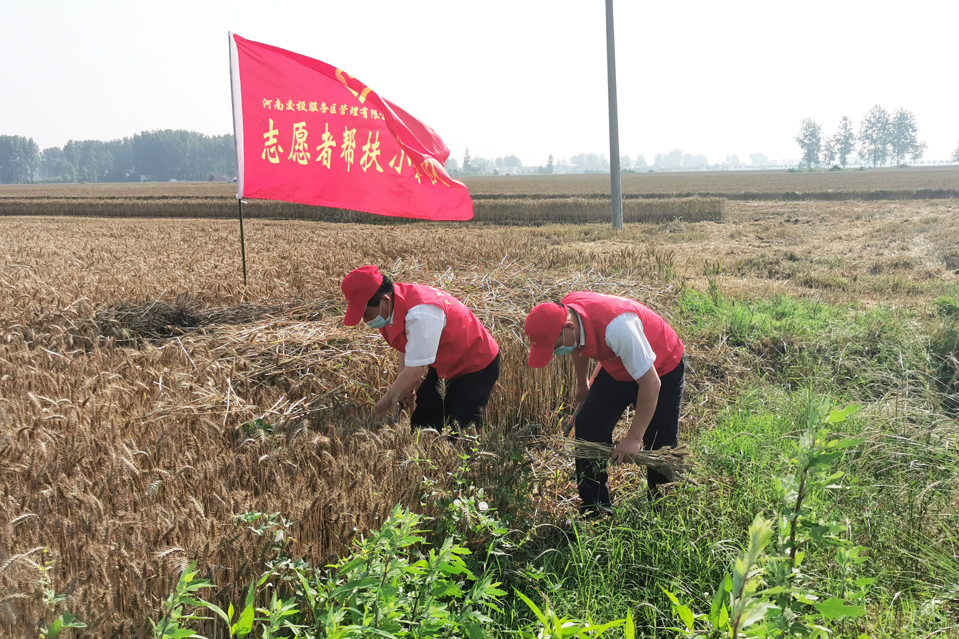 正阳北服务区成立“三夏”志愿服务队，前往附近村庄帮助农户抢收小麦。拍摄人：周君娅.jpg